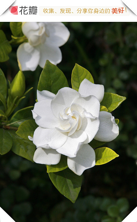 #花瓣花语录#栀子花又名栀子，茜草科栀子...