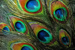多彩的孔雀羽毛