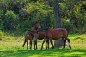 Horses in mountain ranch