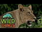 Lions and Giants on the Edge [Elephants And Lions Documentary] |  Wild Things