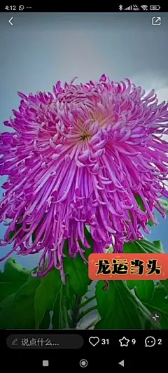 花草集 - 高清图片，堆糖，美图壁纸兴趣社区