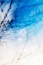 Yoshinori Mizutani | 水谷吉法 | SAKURA : Yoshinori Mizutani, 水谷吉法