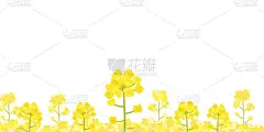 油菜花儿插图