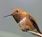 棕煌蜂鸟（Rufous hummingbird）