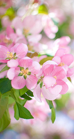 須采集到（手绘）花果树木素材