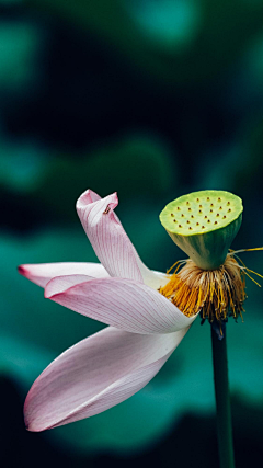 Dr~小瑞采集到花