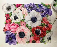 水彩--银莲花 - 高清图片，堆糖，美图壁纸兴趣社区