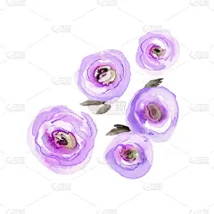 水彩手绘紫色花朵。