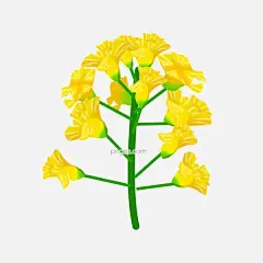 免扣卡通油菜花黄色图片大小2000x2000px 图片尺寸733.62 KB 来自PNG搜索网 pngss.com 免费免扣png素材下载！春季旅游#春天#花瓣#花草#卡通背景#卡通花朵#手绘花#燕子#油菜#油菜花海报#油菜花花朵#装饰图案#