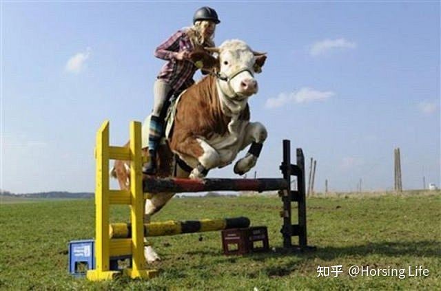 斑马也是马，为什么没人骑？ - 知乎 :...