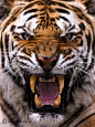 老虎摄影:野外摄影师镜头下的凶猛野兽[27P]