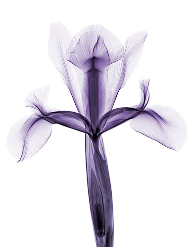 鸢尾花 Iris