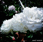 听过白芍，但是你见过白色芍药花吗？花卉界的花仙绝非浪得虚名！