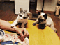 郁闷,主人,gif,吃相,花猫 #萌#