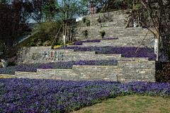 黄花妮采集到庭院