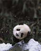 你那里下雪了吗？看看这些小动物们见到雪的反应，我整个人都被萌化了
