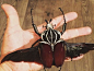 【图片】【鞘翅目】Goliathus goliatus【巨型昆虫吧】_百度贴吧