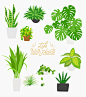 绿叶植物 龟背竹 手绘绿植 绿植插图插画设计PSD tid288t000494