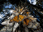 数以百万的墨西哥王蝶跟随太阳的脚步，从加拿大南部飞越几千英里来到墨西哥，栖息在这片正在萎缩的祖冷杉林