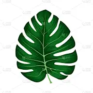 在白色背景上分离的Monstera Deliciosa植物叶子。可以用于贺卡，传单，邀请，网页设计，