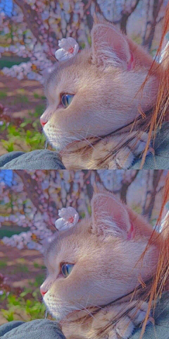 抱抱我的🧸采集到猫猫