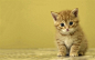 animals cats kittens orange wallpaper (#69462) / Wallbase.cc