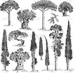 大套雕花、手绘树木包括松树、橄榄树和柏树、冷杉树等森林孤立对象