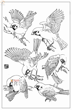 今天晶采集到国画花鸟