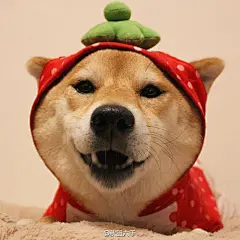 Ins上的超人气柴犬Marron，表情非常丰富，简直是一个大写的表情包[doge]
