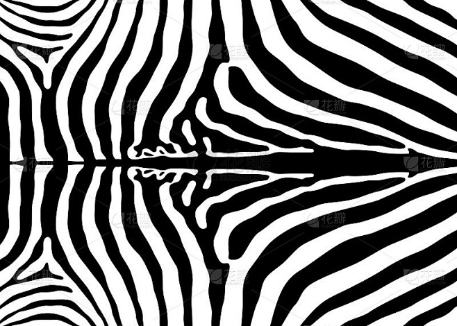 Zebra pattern design. Zebra print vector illustrat