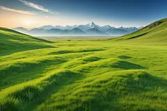 自然风光小草摄影图