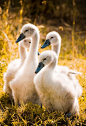 <3 Goslings, such as at Upland Farm.