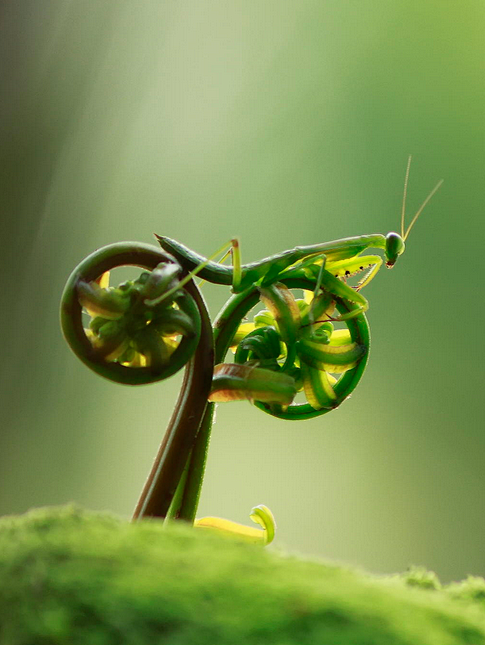（摄影师：tustel ico)这只螳螂...