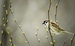 春天里树梢上的嫩芽高清壁纸桌面壁纸3