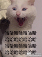 #喵星人夜话# 来发发你保存的猫咪表情包，... 来自喵星人的喵星球 - 微博