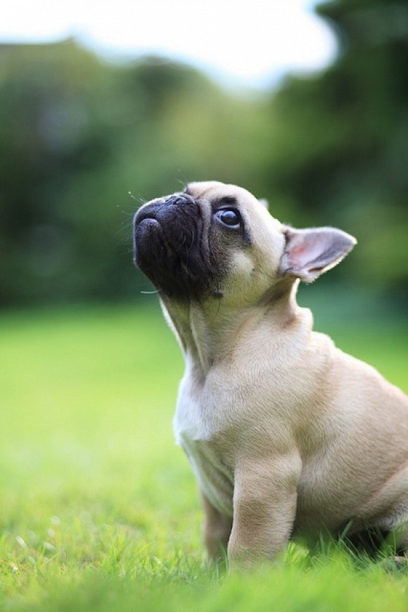 Frenchie! | Cutest P...