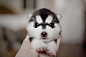 siberian-husky-dog-instagram-erica-tcogoeva-69