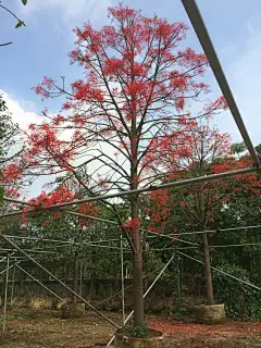澳洲火焰木