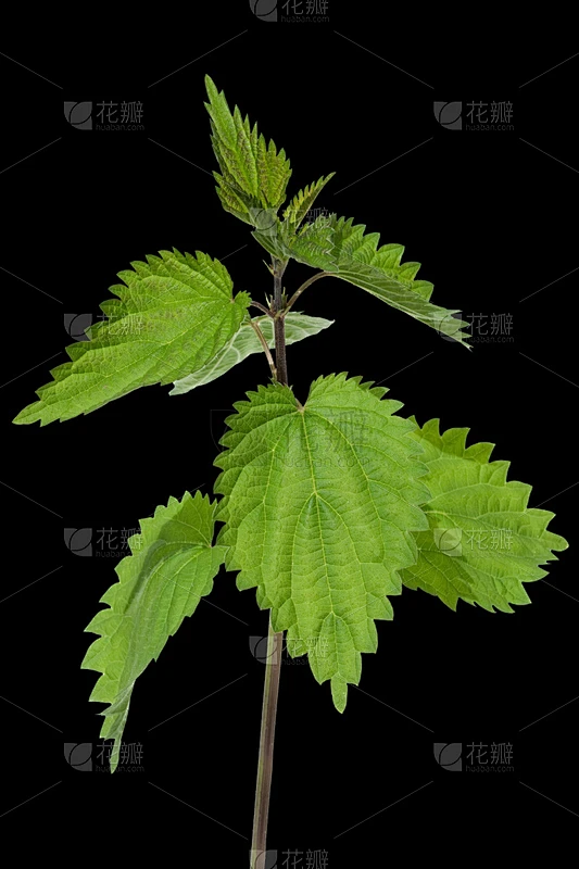 刺荨麻,垂直画幅,茶树,植物,无人,背景分离,野生植物,德国,草本,摄影素材-花瓣网