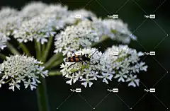 甲虫 长角甲虫 昆虫 高清壁纸 猪草 四束细鳞鱼 熊掌 伞形科