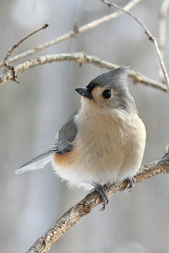 Tufted titmouse | Ea...