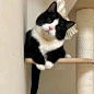 可爱的猫猫头像
