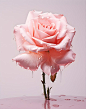 beautiful-rose-studio_23-2150894289
