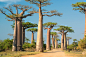 Madagascar_Baobab_Road.jpg (2048×1365)