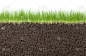 草,白色背景,泥土,横截面,地下的,根部,水平画幅,植物,种子,泥