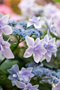 hungariansoul:<br/>harmony-doll:<br/>Colors of hydrangea (3/3) by peaceful-jp-scenery on Flickr.<br/>♥