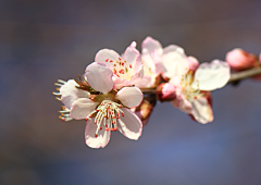 爱花的花小子采集到花花世界