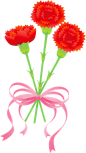 康乃馨母亲节感恩节PNG免抠素材 (211)