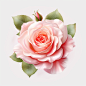 floral Pink rose flower, leaves. The concept of a wedding. Floral magazine, poster, invitation. Vector decorative greeting card or invitation background design, white background, png. Shot by Nikon D850 with a 85mm f/ 1. 8 lens, with an aperture of f/ 5.