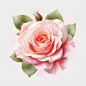 floral Pink rose flower, leaves. The concept of a wedding. Floral magazine, poster, invitation. Vector decorative greeting card or invitation background design, white background, png. Shot by Nikon D850 with a 85mm f/ 1. 8 lens, with an aperture of f/ 5. 